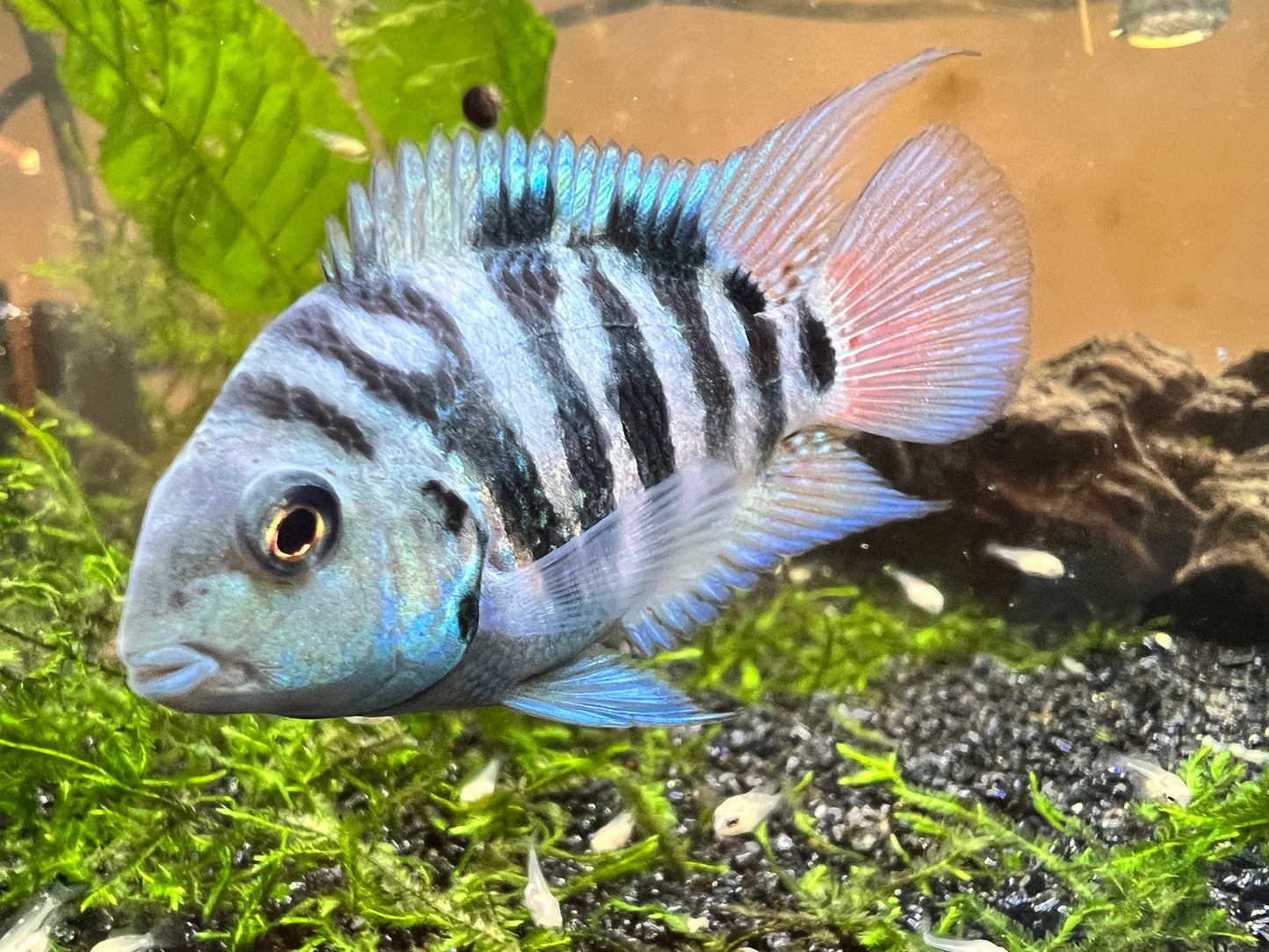 Cichlids