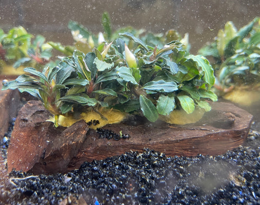 Bucephalandra