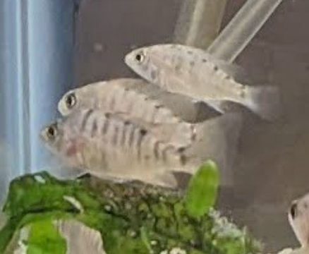 Cichlids