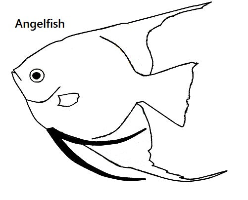 Angelfish